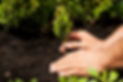 green-plant-close-up-image-of-male-hands-holding-2022-12-16-14-05-06-utc_edited.jpg