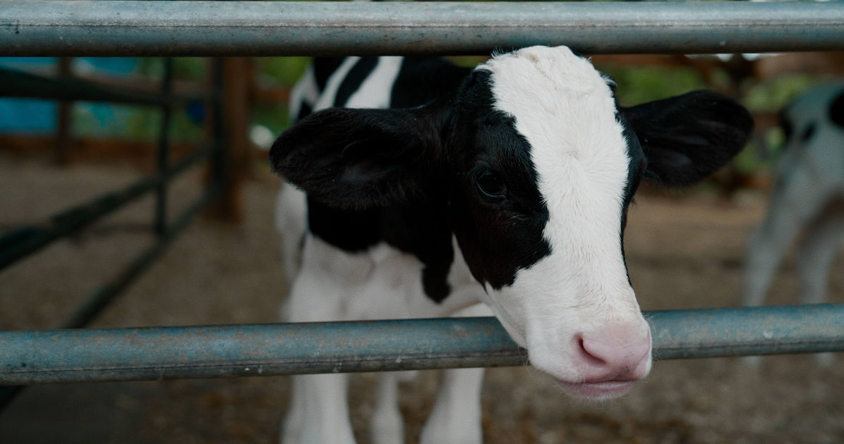 black and white calf