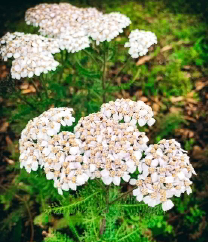 The Benefits of Yarrow