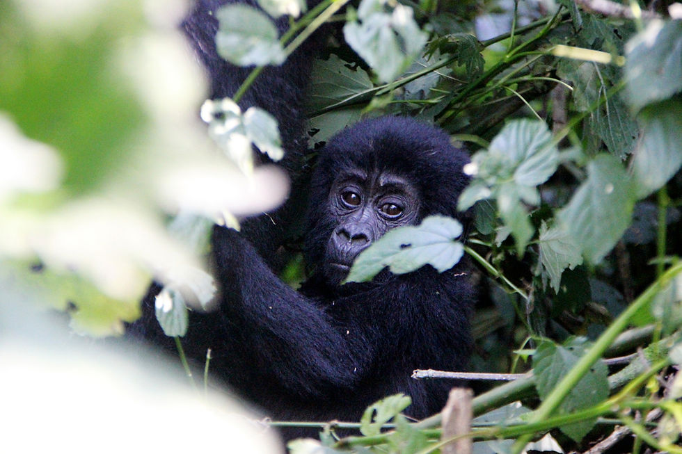 Gorilla tracking in Uganda
