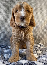 Labradoodle