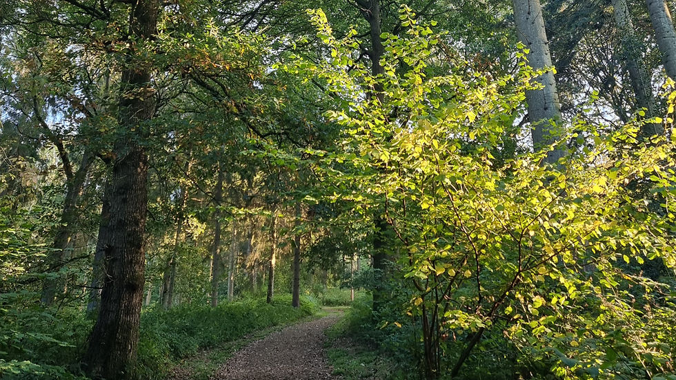 Woodland path winding through mature trees with dappled sunlight, illustrating a peaceful woodland scene.
