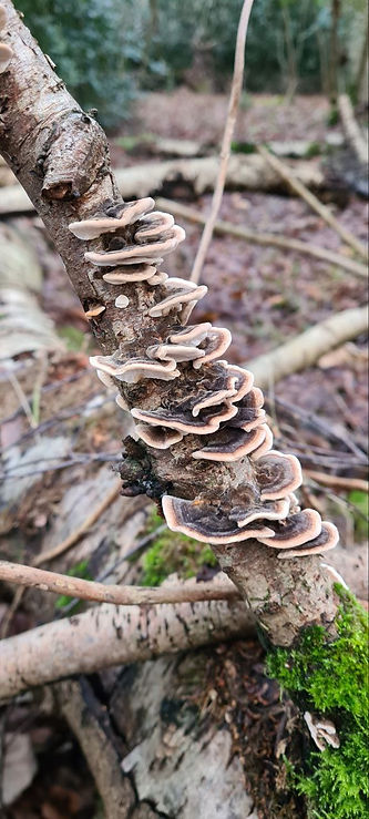turkey tail mushrooms
