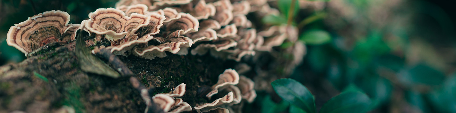 turkey tail mushrooms
