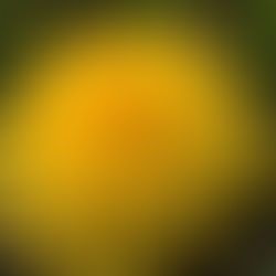 The benefits and uses of Dandelion (Taraxacum)