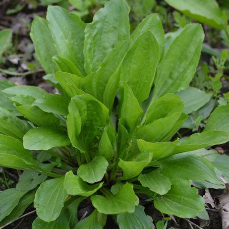 The benefits and uses of Plantain Leaf (Plantago)
