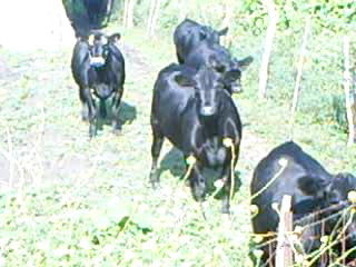 Image003.jpg