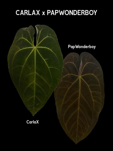 その他 1980s Taro & Anthurium Tropical Carving その他 1980s Taro