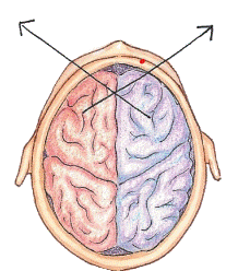 Cerveau.gif