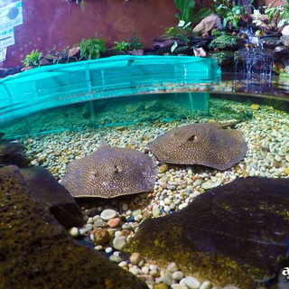 aquario-de-bonito1.jpeg