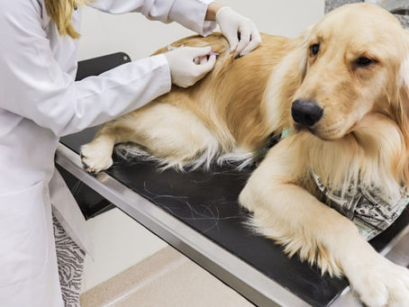 Vacinação antirrábica: está na hora da vacina do seu gato e cachorro