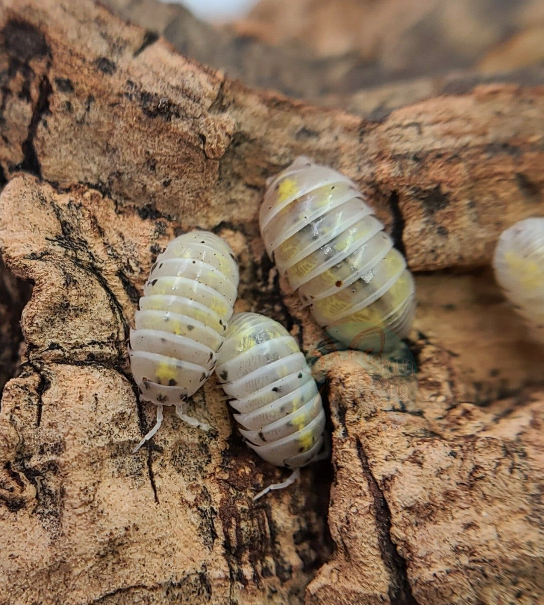Magic Potion Isopods