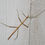 Thumbnail: Walking Stick Eggs