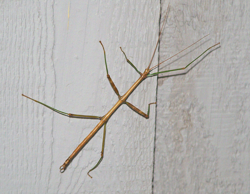 Thumbnail: Walking Stick Eggs
