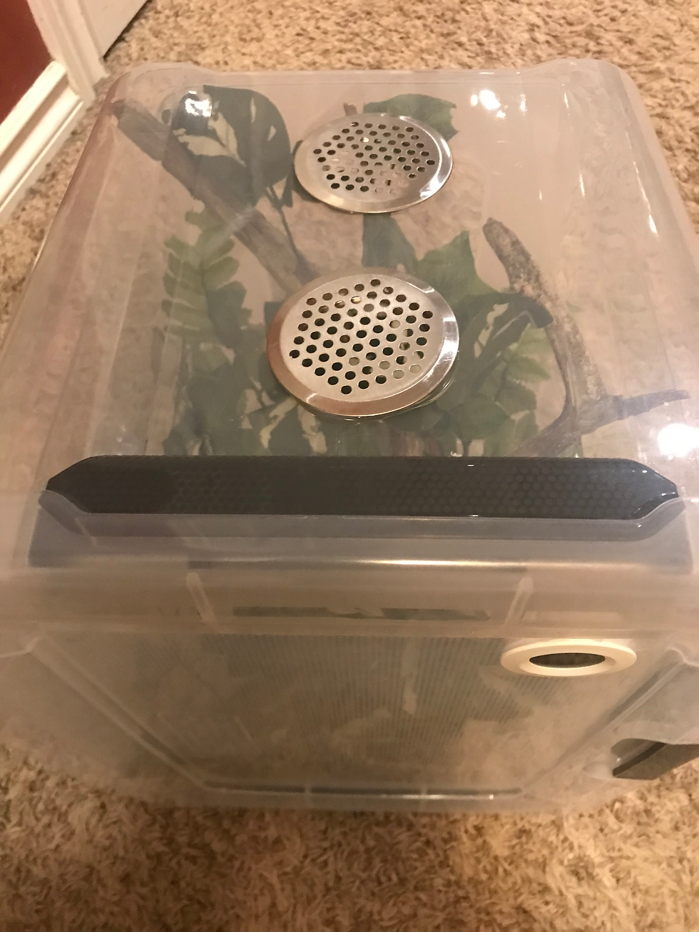 Thumbnail: Gecko Starter Bin