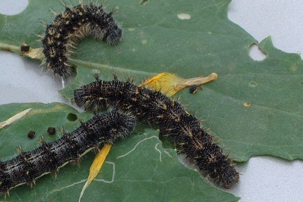 Thumbnail: Butterfly Learning Kit