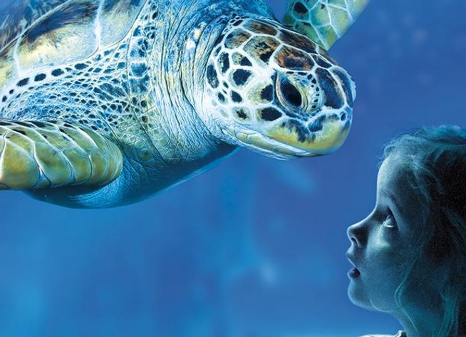sea-life-scheveningen-admission-ticket-i