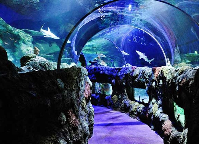 Sea life 1.jpg