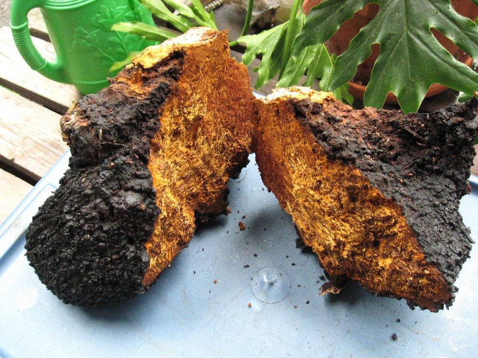 Thumbnail: Chaga 'Tea'