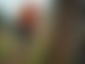 How to Choose the Best Tree Removal Service