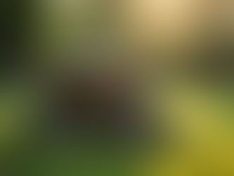 Effective Methods for Tree Stump Care UK