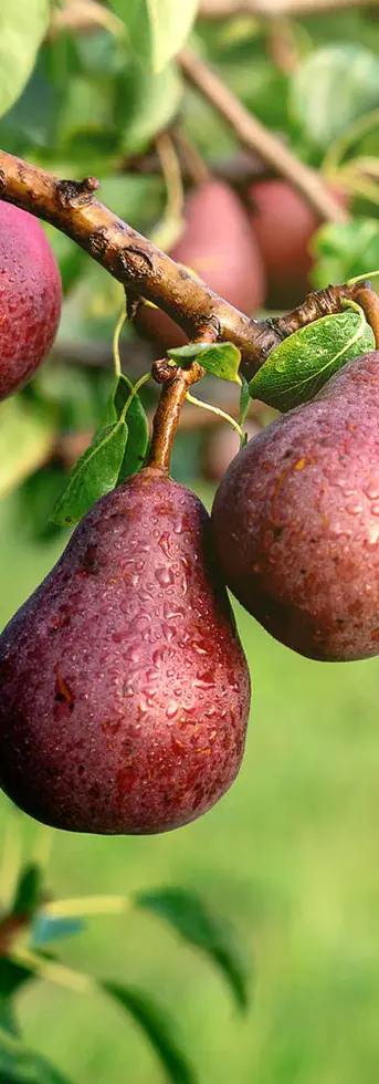 Product Description: Red Bartlett Pear Tree
