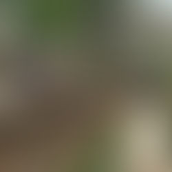 Deck Replacement Cost in Missouri