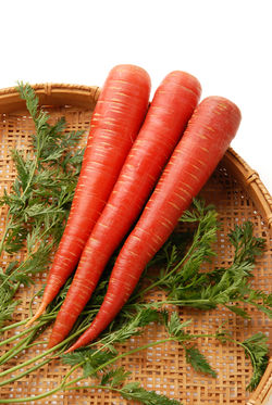 金時にんじんPCR_0021