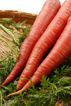 金時にんじんPCR_0010