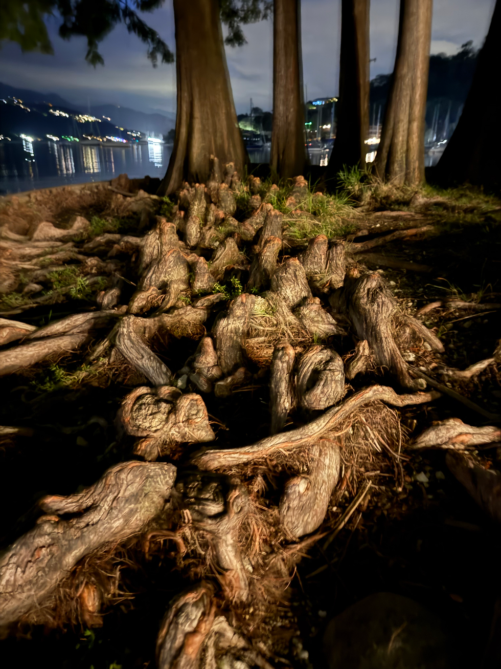 Knorrige Wurzelknie einer Sumpfzypresse – wie kleine Wurzelwesen im Herbstlicht.