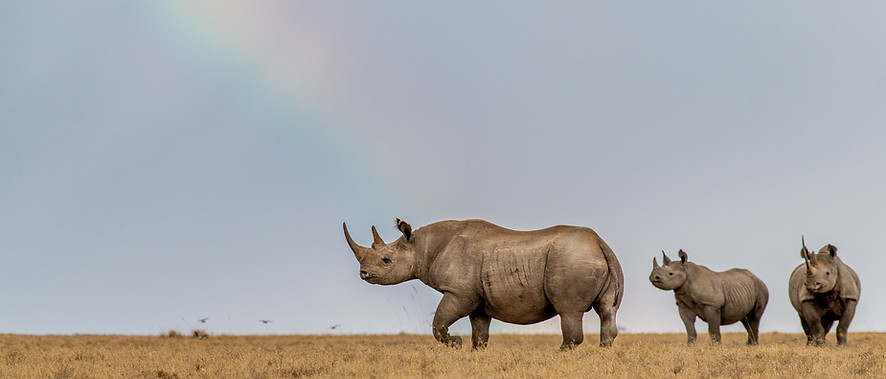 ol_pejeta_conservancy_cover.jpeg