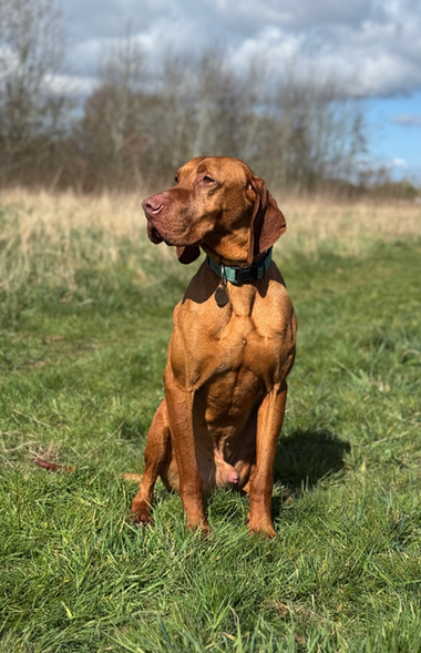 Picture of Johnnie the Hungarian Vizsla Stud dog