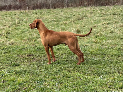Picture of Billy the Hungarian Vizsla Stud dog