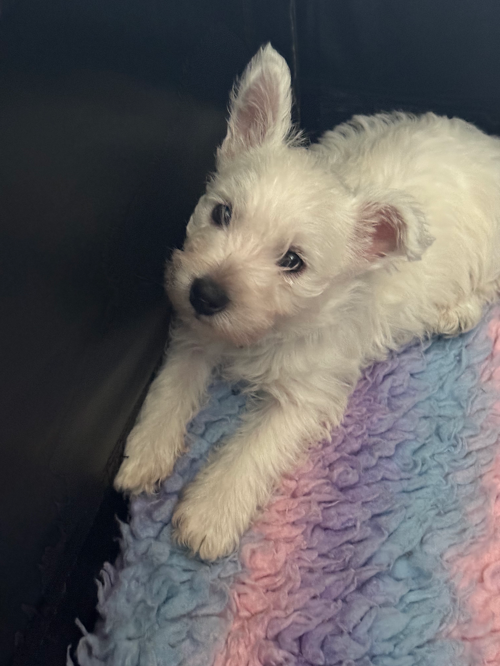 A cozy dog crate with soft bedding