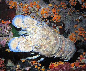 slipper-lobster-dive-malta.png