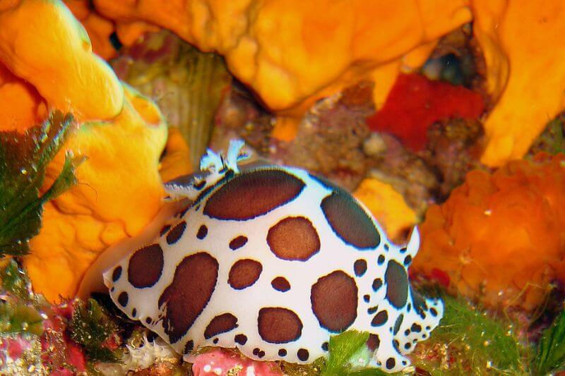 Gozo Malta coastline near Dwejra with crystal clear Mediterranean water famous for Blue Hole and Inland Sea diving