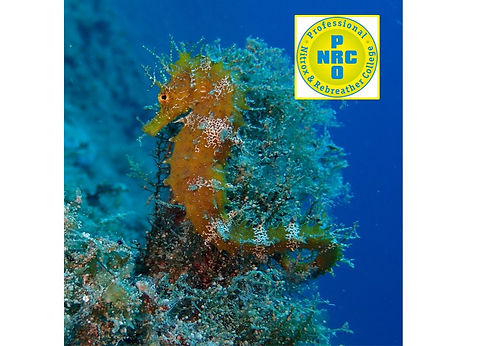 A yellow seahorse.