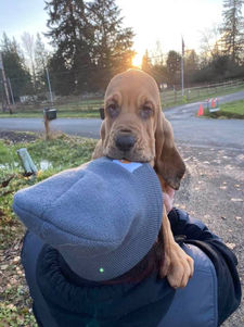 Bloodhound Puppy Nov 2020.jpg