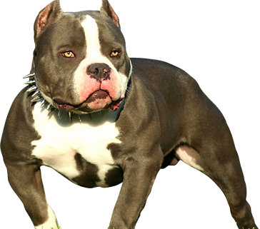 American-Bully-psd52043.png