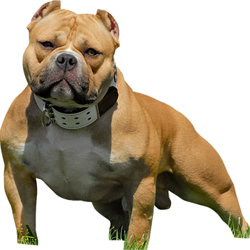 American-Bully-psd52049.png