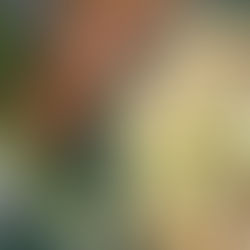 The Ultimate Macaroni Salad