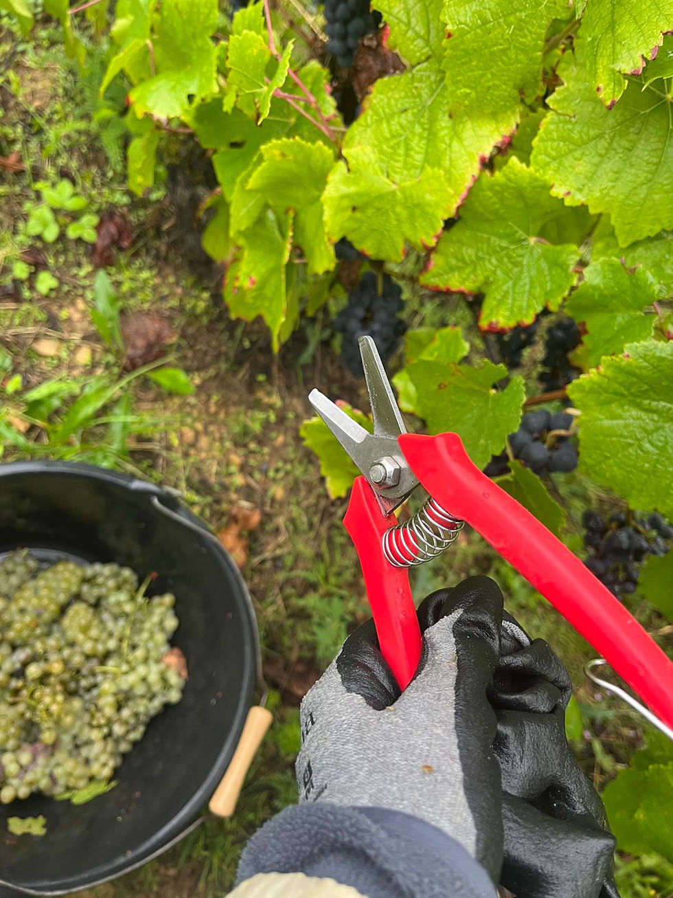 Grape varieties in Burgundy