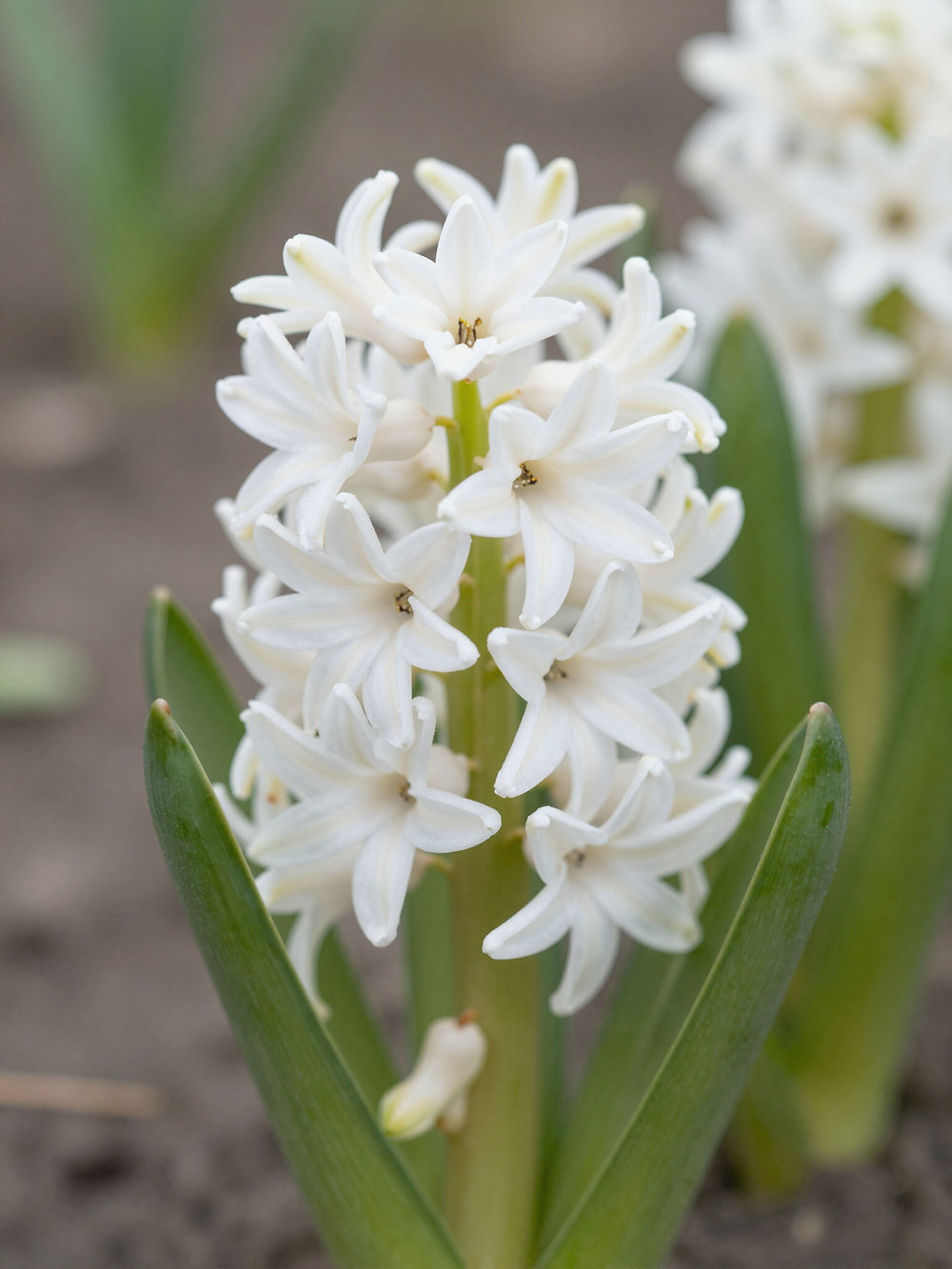 White hyacinth flower