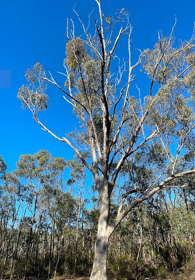 Grey Box, Australian Light Horse Memorial Park.jpg