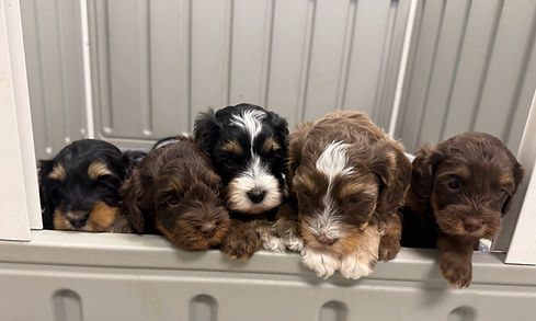 Willow_Joey 2025_edited.jpg