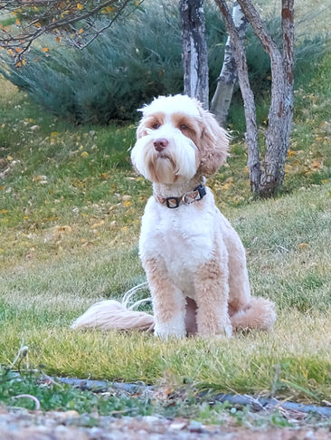 Irish Spotted Australian Labradoodle