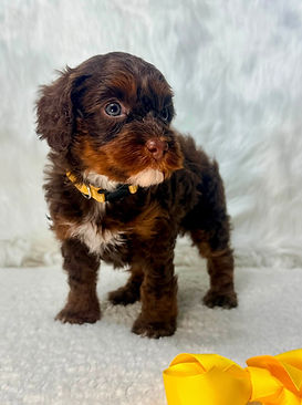 Nutmeg_Yellow_5 weeks.jpg