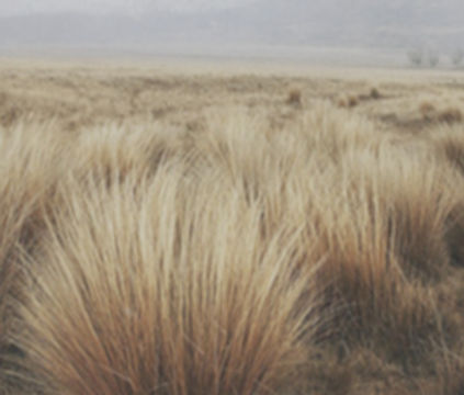 Central Otago Tussock