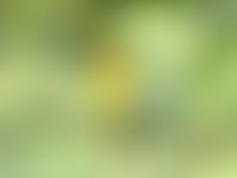 Laughing Falcons & other Happy Beings in our Splendid Southern Zone of Costa Rica