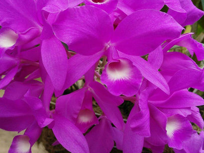 Colorful Times here in our Beloved Southern Zone of Costa Rica